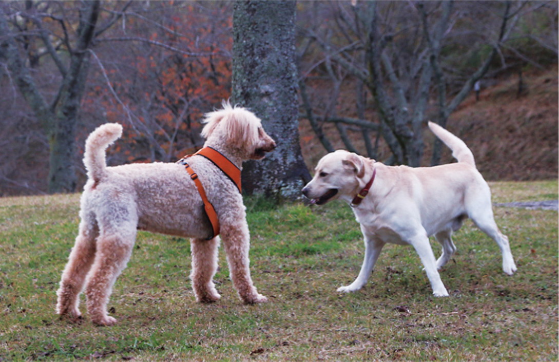 伊豆高原のワンコ友達
