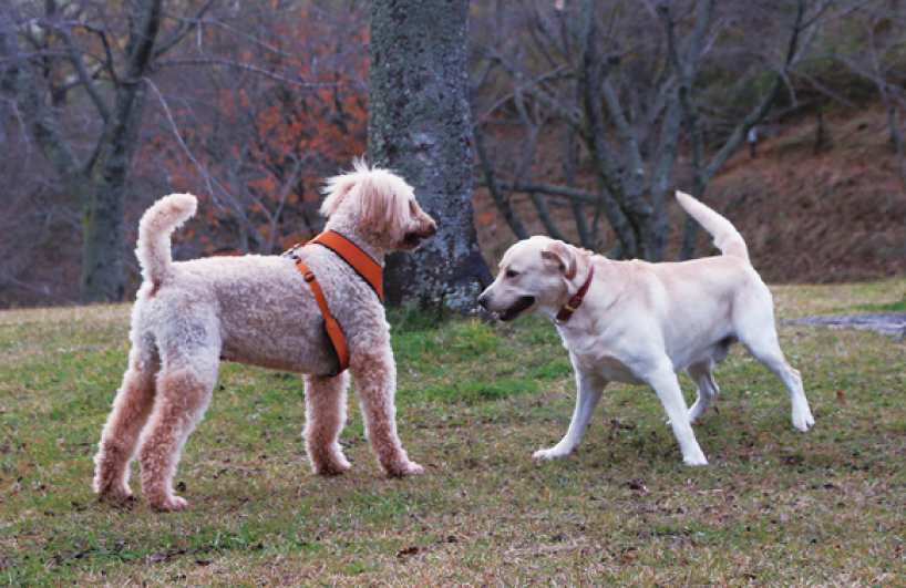 小鳥の声を聞き湖畔散歩一碧湖さんぽ